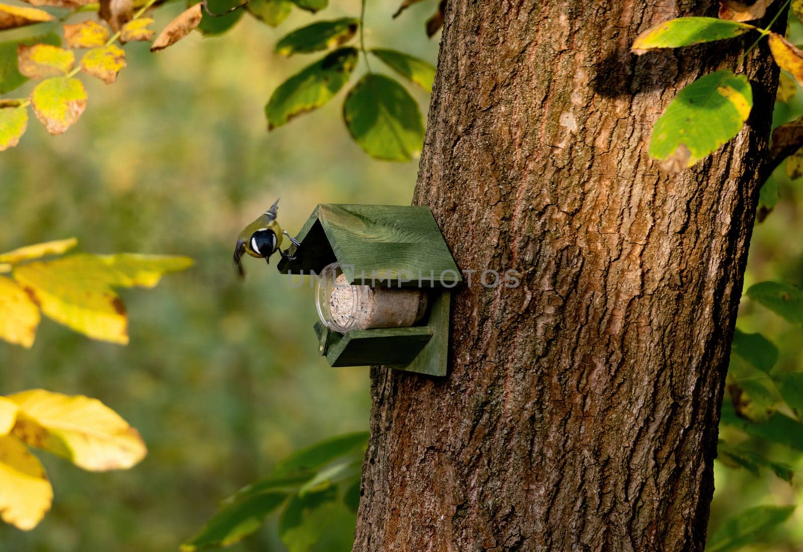 Blue Tit Flew To Feeder In Autumn Forest