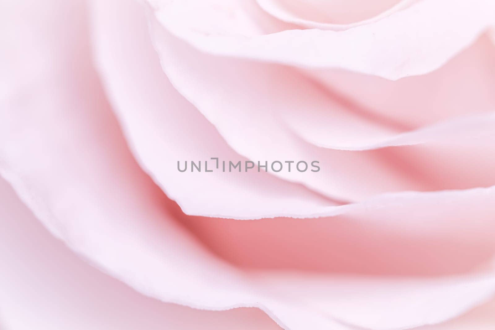 Abstract floral background, pink pale rose flower petals, soft focus. Macro flowers backdrop for holiday brand design