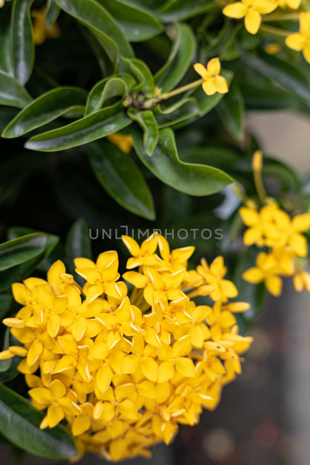 A bundle of beautiful yellow flower bloom in the garden.