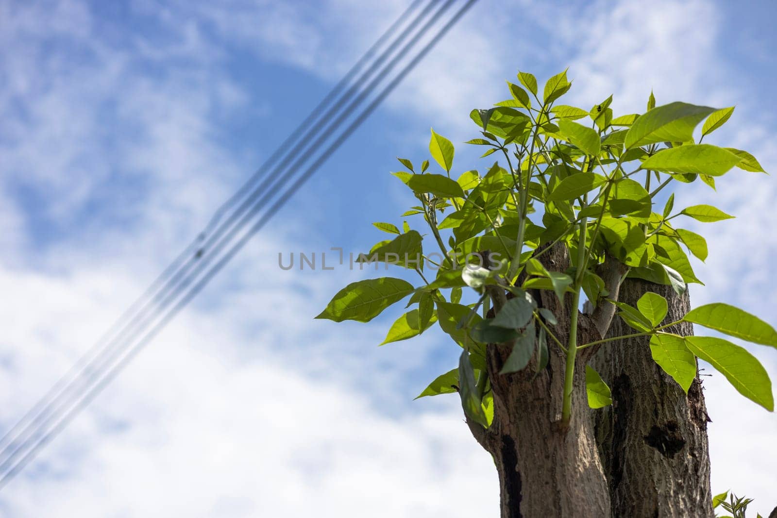 Tree sapling growing on trunk of tree. Young green leaves are born on old trees.