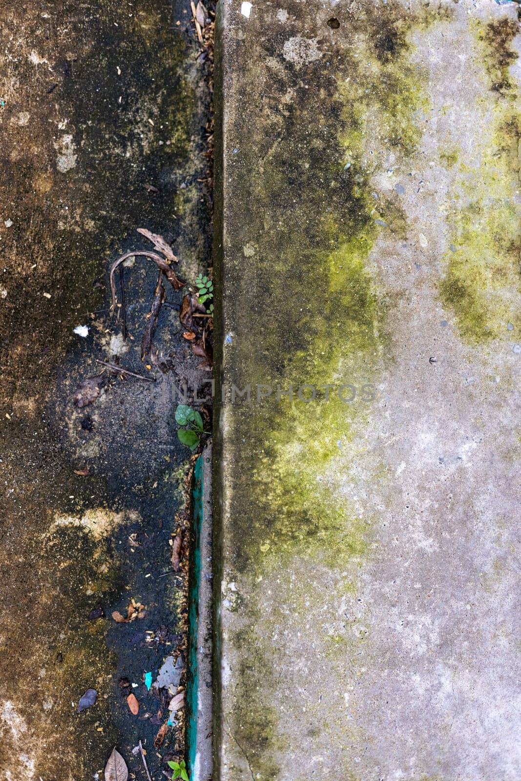 Old floor covered with moss. Grunge texture.