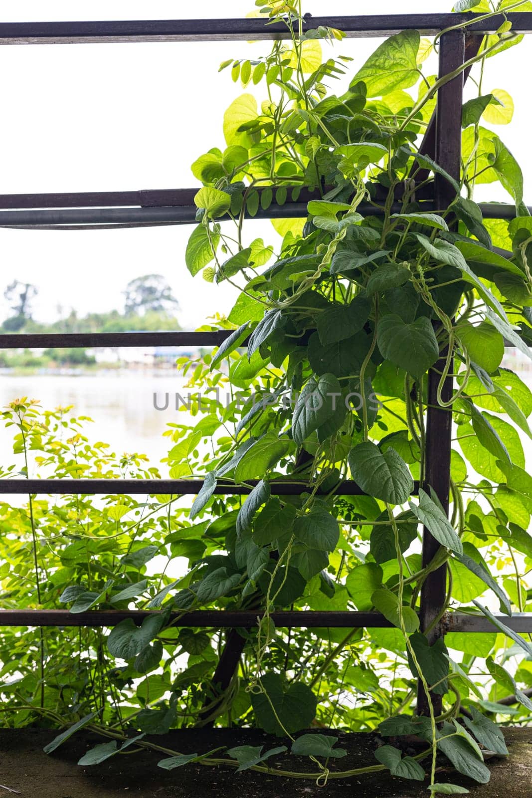 Photo of iron fence taken from the front position. There are vines tying the iron fence. Green Creeper Plant Tied To The Iron Fence.