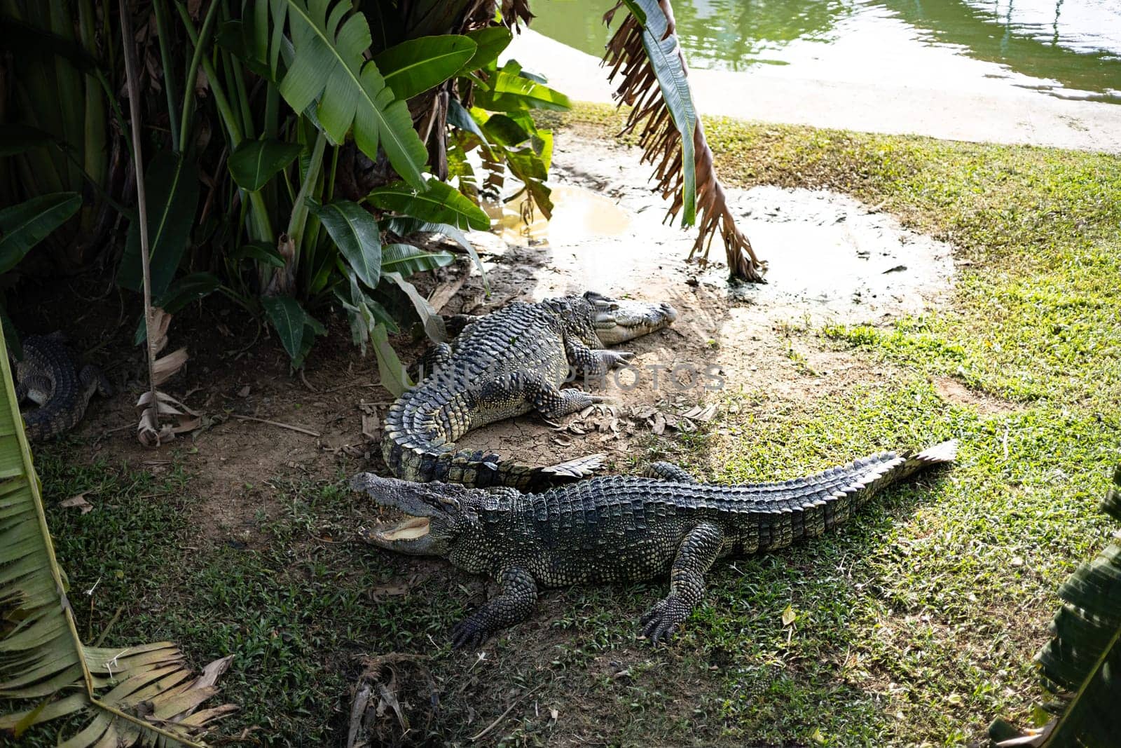 Many crocodile lying near the pond in zoo of Thailand.