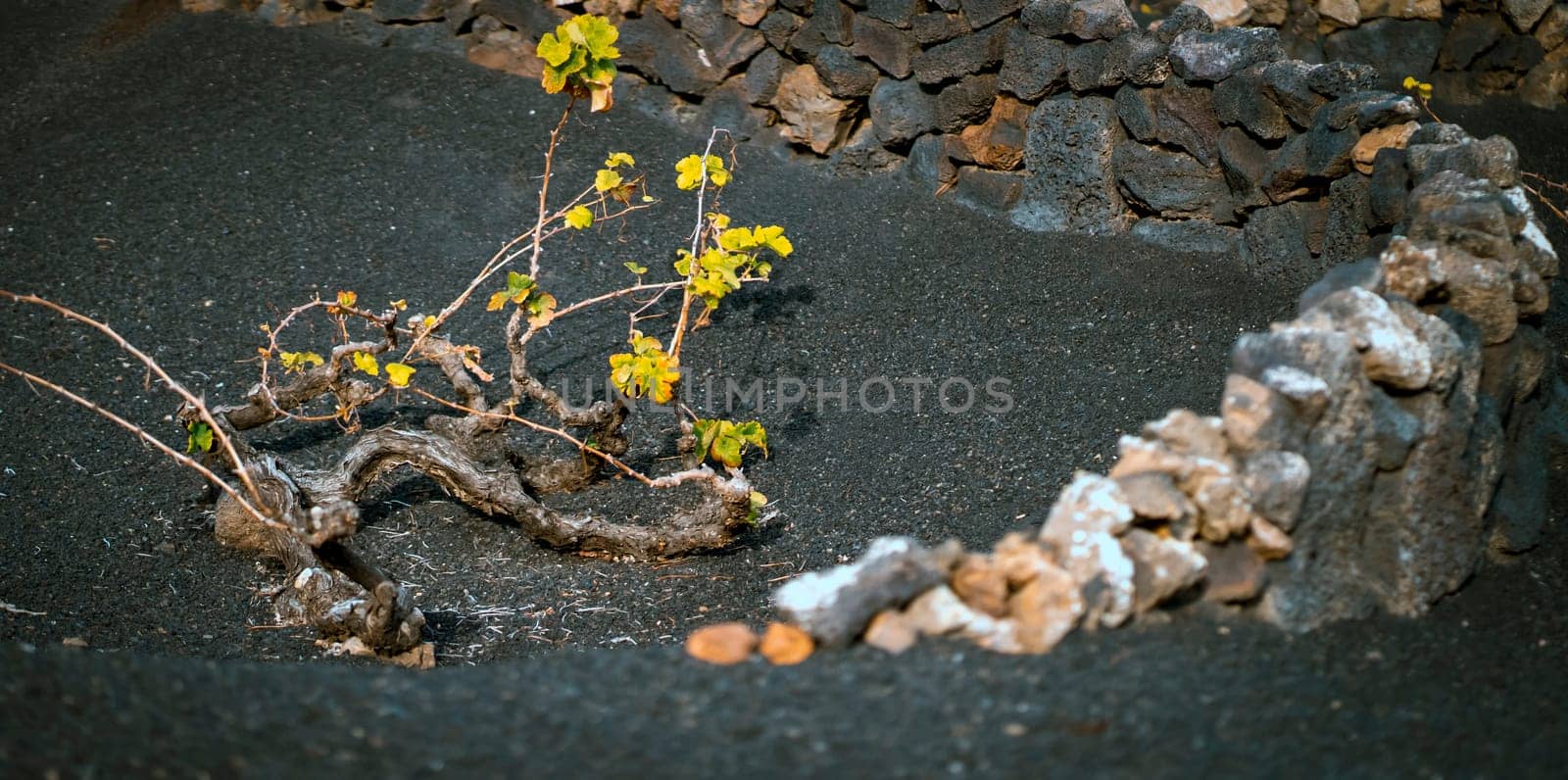 Vineyards with La Geria grapes growing against the background of dark mountains with volcanic lava formations in the rays of the sun at sunset, on the Canary island of Lanzarote.