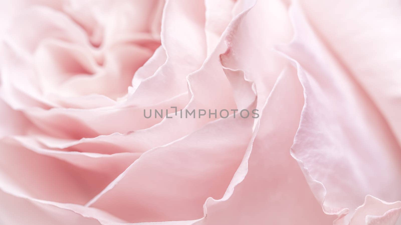 Abstract floral background, pink pale rose flower petals, soft focus. Macro flowers backdrop for holiday brand design