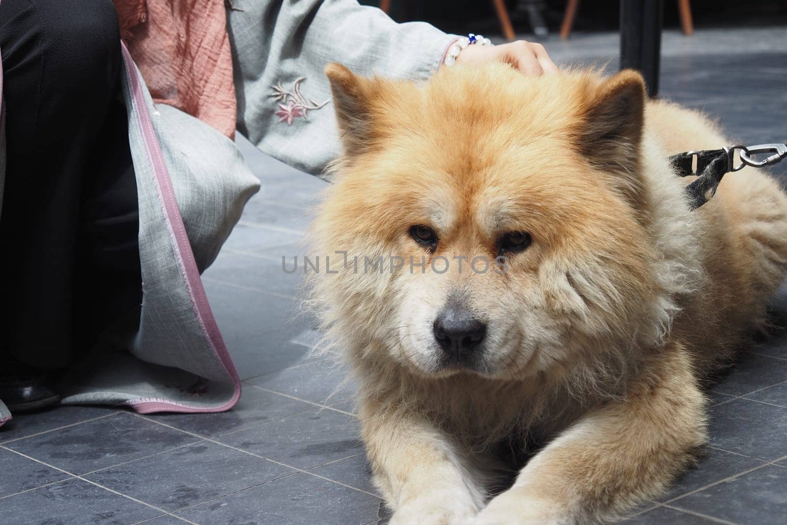 A fluffy Chow Chow dog is happily receiving attention from its owner while lying down on the pavement