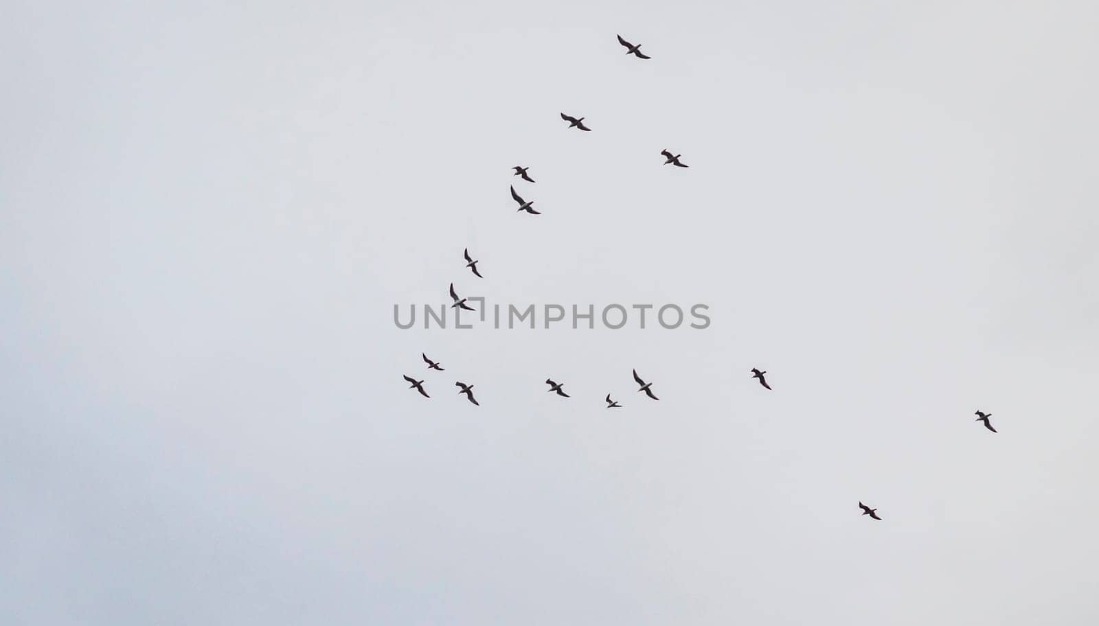 Shot of the seagulls flock in the sky