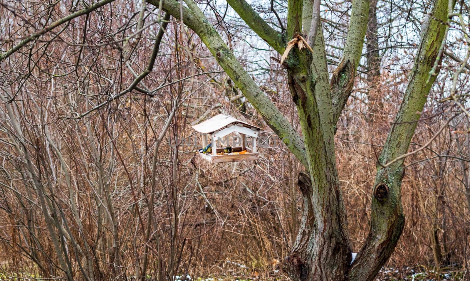 Concept shot of the tits in the bird feeder in the winter park