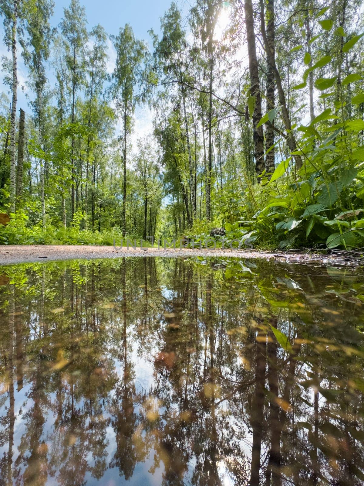 mirror image of trees in a puddle after a rain in the park. High quality photo