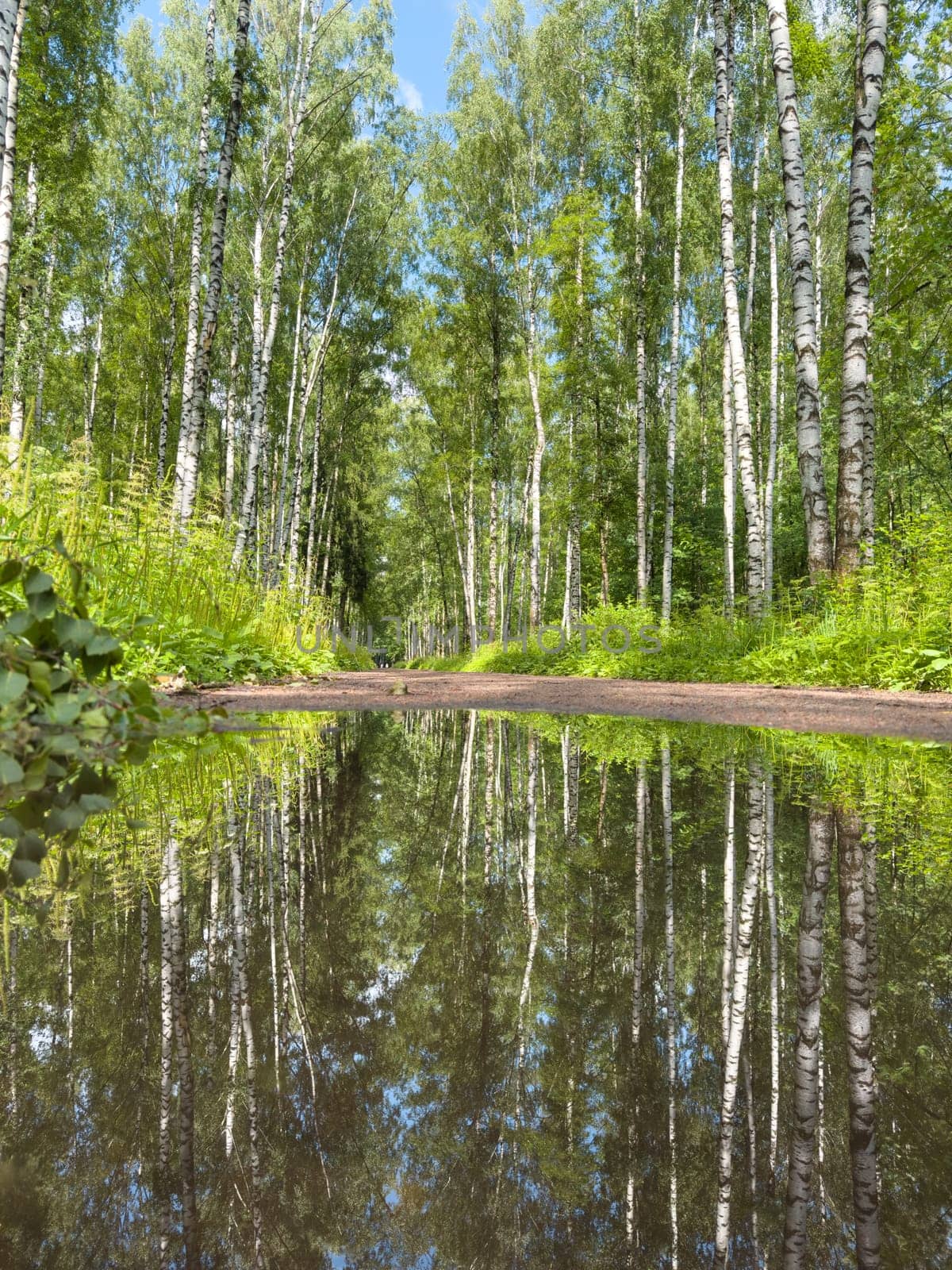 mirror image of trees in a puddle after a rain in the park. High quality photo