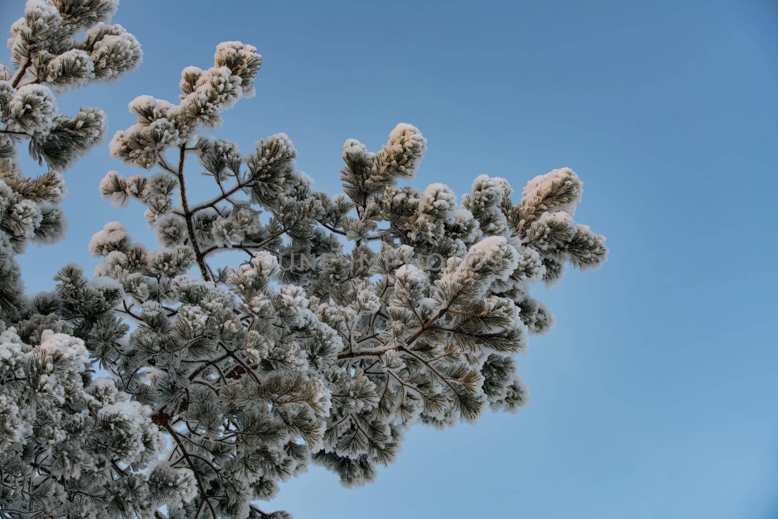 Beautiful tree brunche covered with white frost low angle shot against clear blue sky