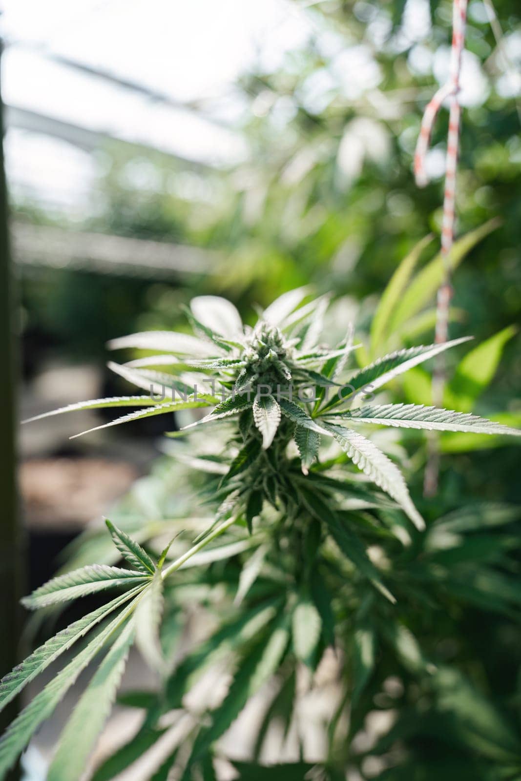 Explore effective cannabis cultivation techniques in a vibrant greenhouse setting showcasing indoor horticulture practices.