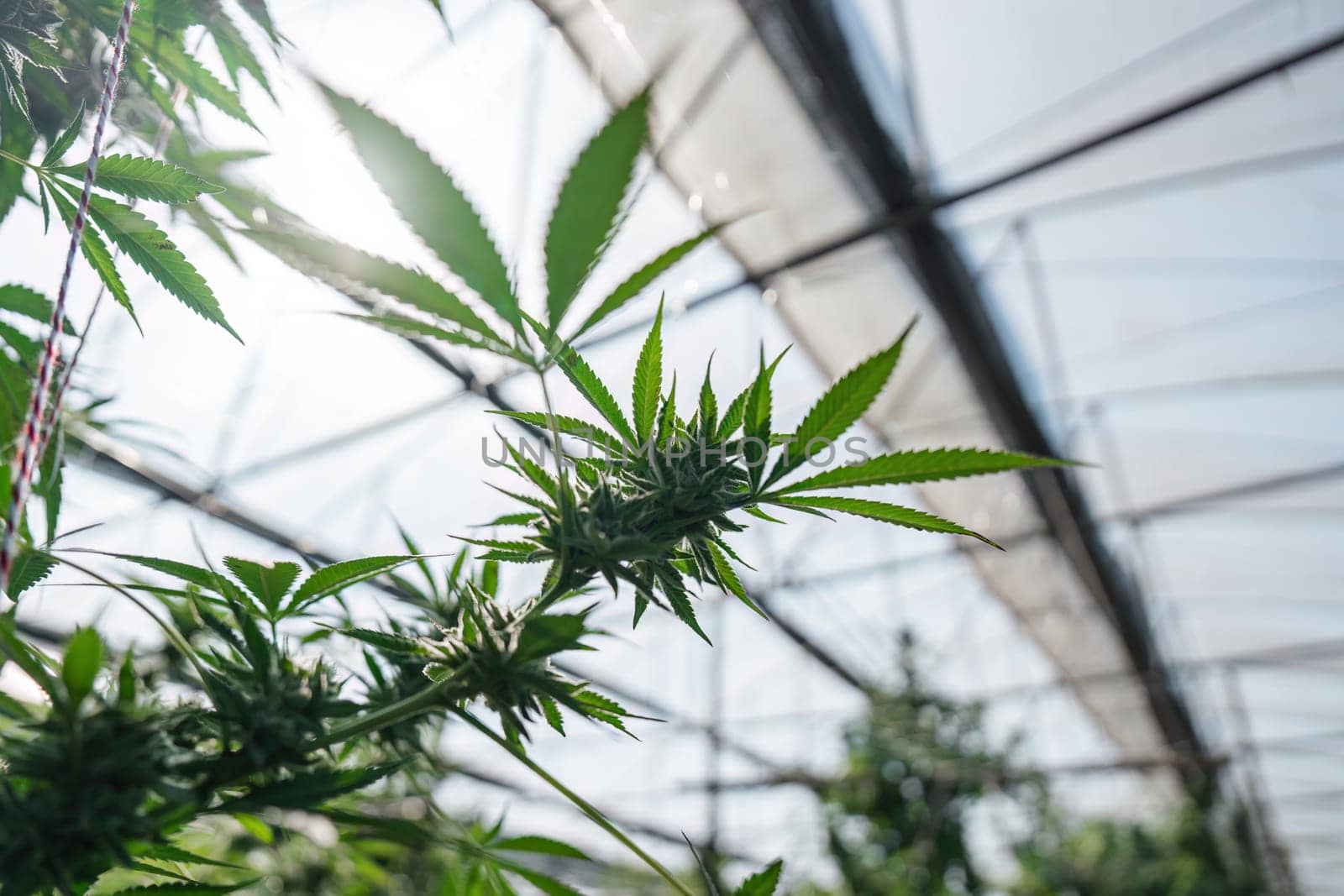 Explore the vibrant growth of cannabis in a greenhouse showcasing sustainable cultivation practices.