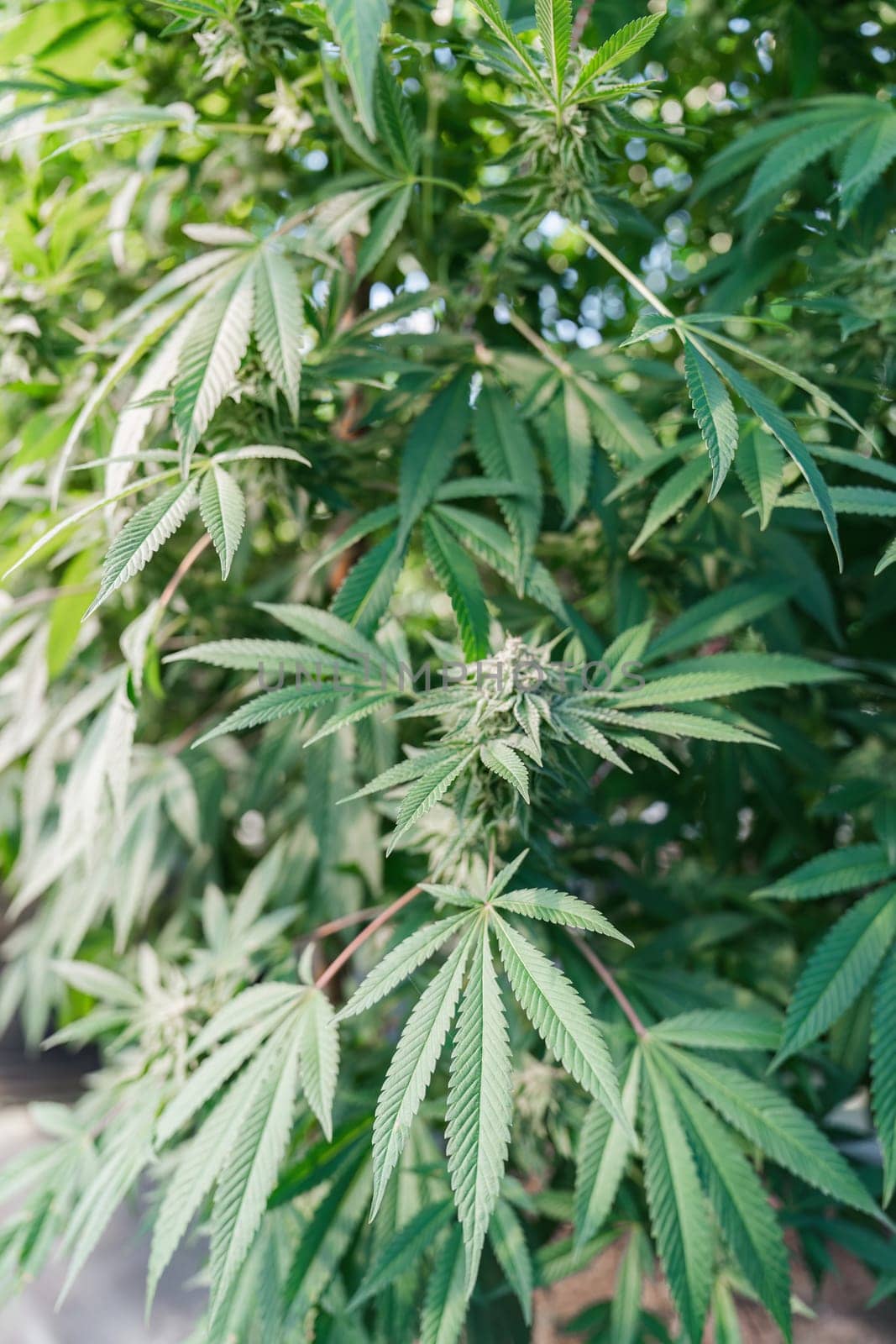 Explore effective cannabis cultivation techniques in a greenhouse setting revealing nature best practices for growers.