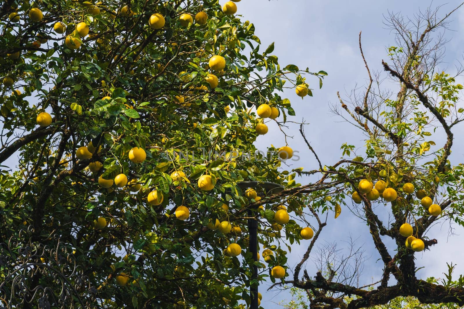 Lemon tree farm plantation. Lemon trees garden. Citrus fruit on a branch with green leaves. Lemon