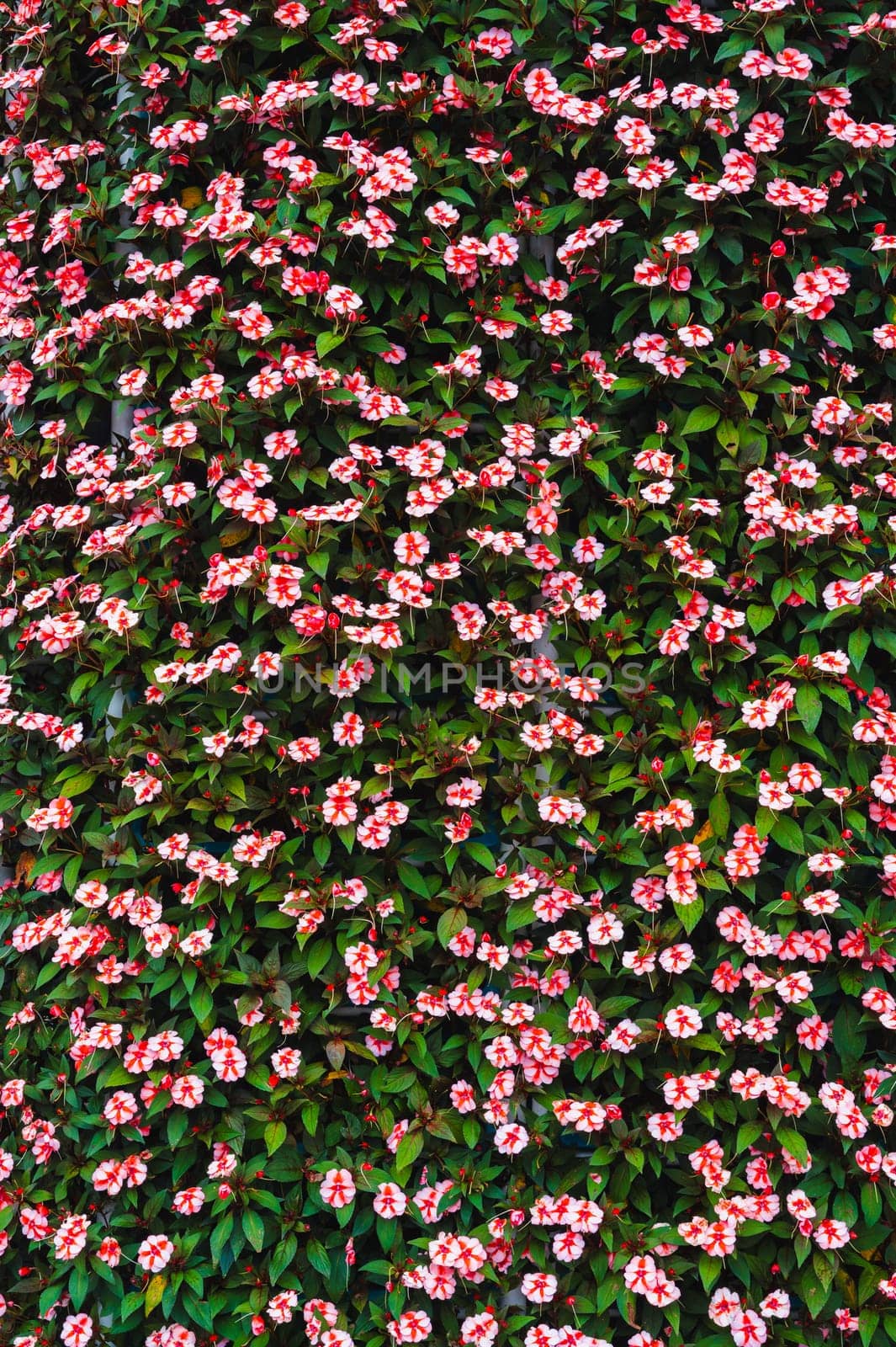 Flowering pink Catharanthus roseus in the garden