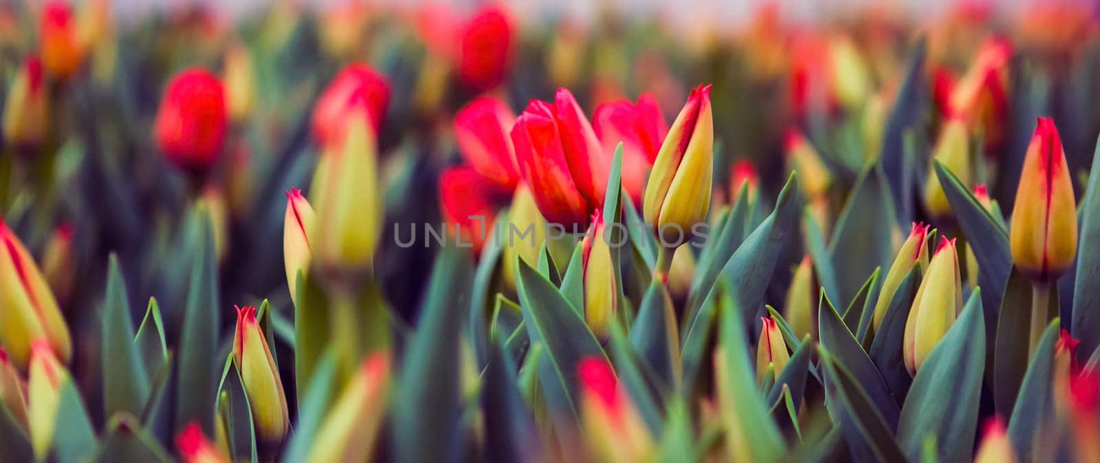 A field filled with blooming tulips displays an array of red and yellow flowers, capturing the essence of spring on a sunny day.