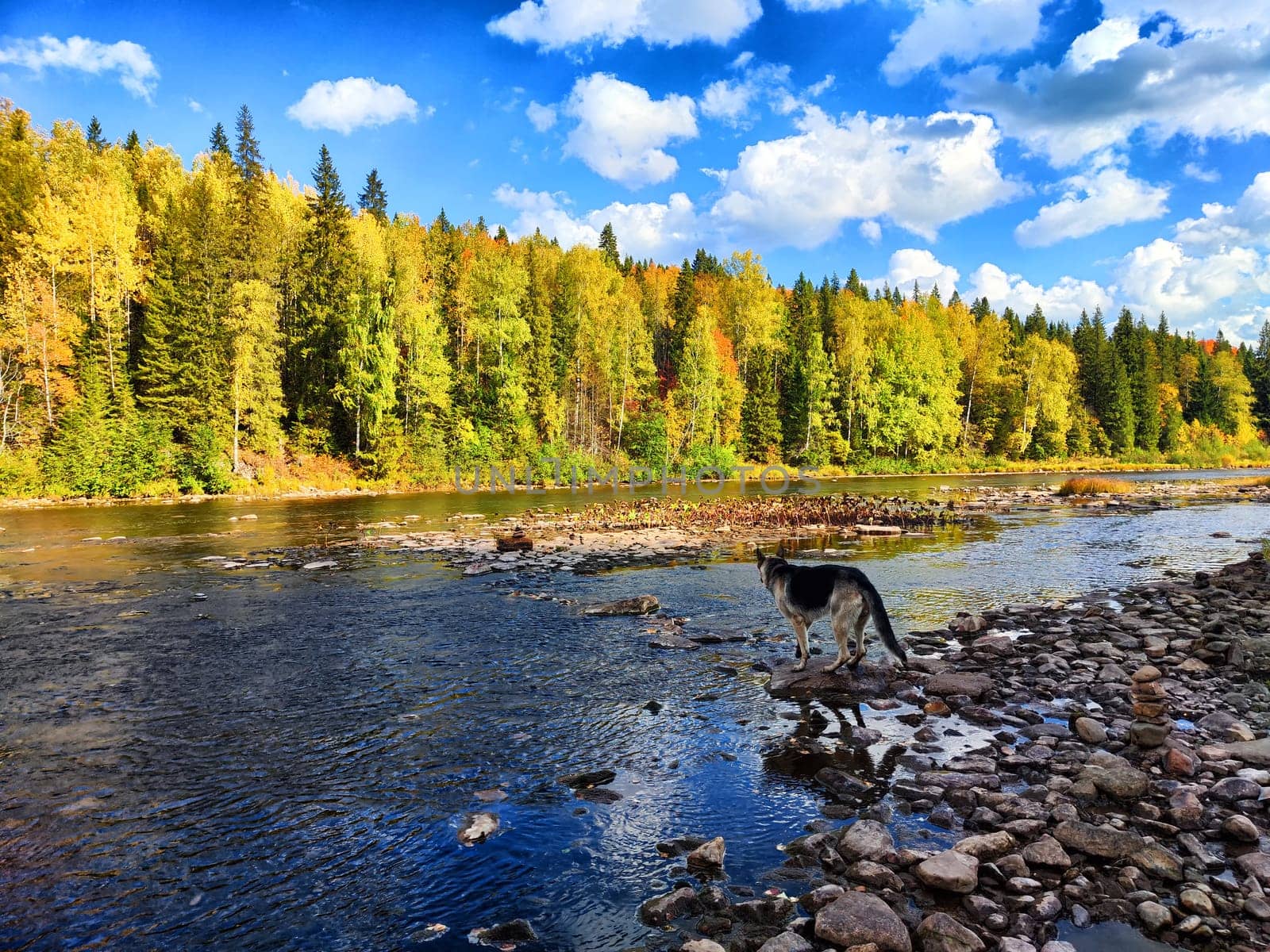 A curious cat walks along the rocky riverbank, enjoying the vibrant autumn colors and peaceful surroundings by the water.