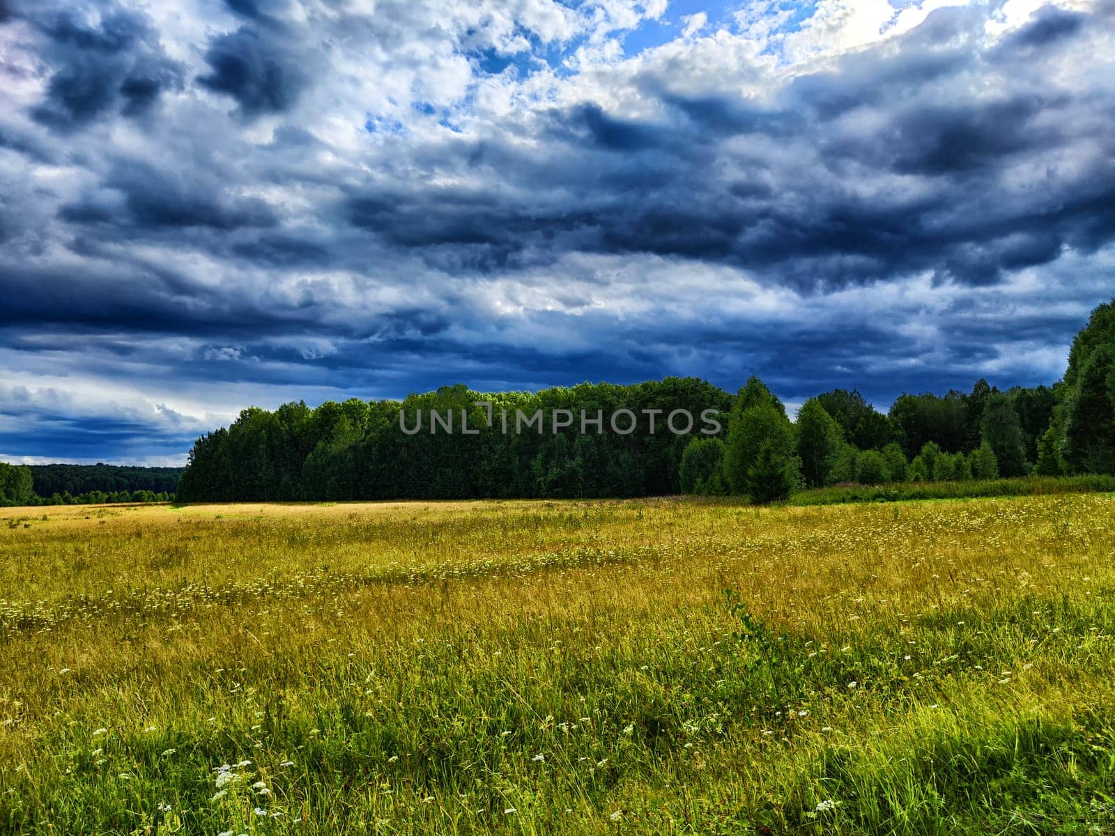 A vast golden field stretches beneath a dynamic sky filled with clouds, showcasing the beauty of nature in a peaceful moment. Dramatic landscape with disturbing clouds and clouds before a thunderstorm