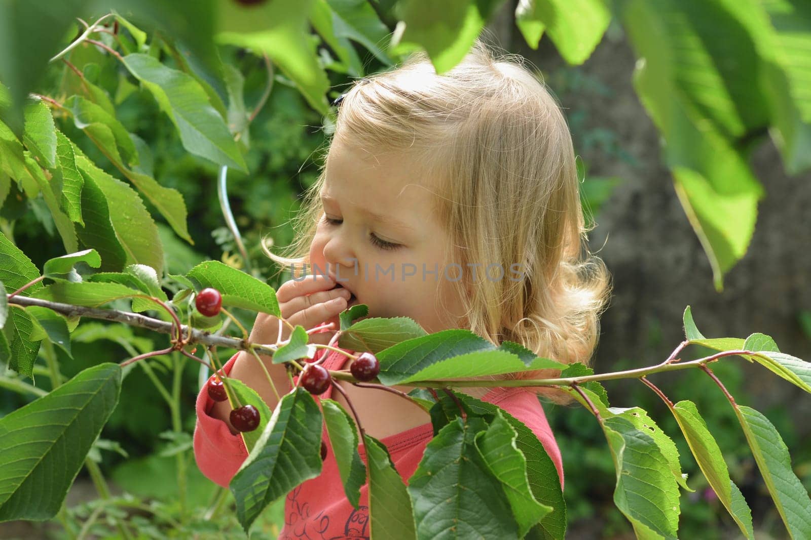 Girl eating red cherries from the tree branches