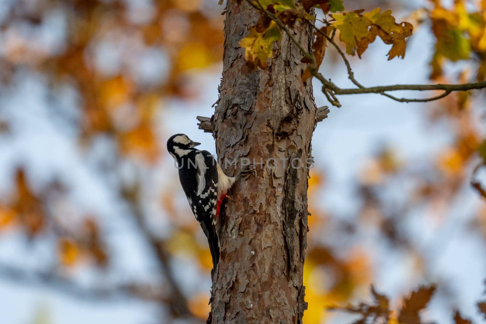 Great Spotted Woodpecker On Tree Showcases Nature'S Vibrant Beauty