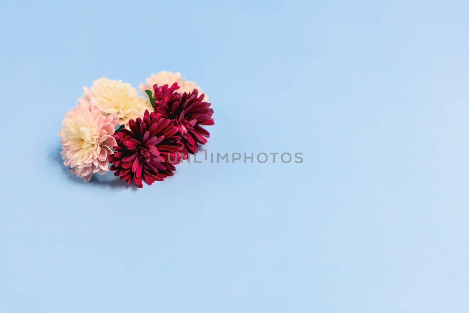 Aster flowers on a light blue background. High quality photo