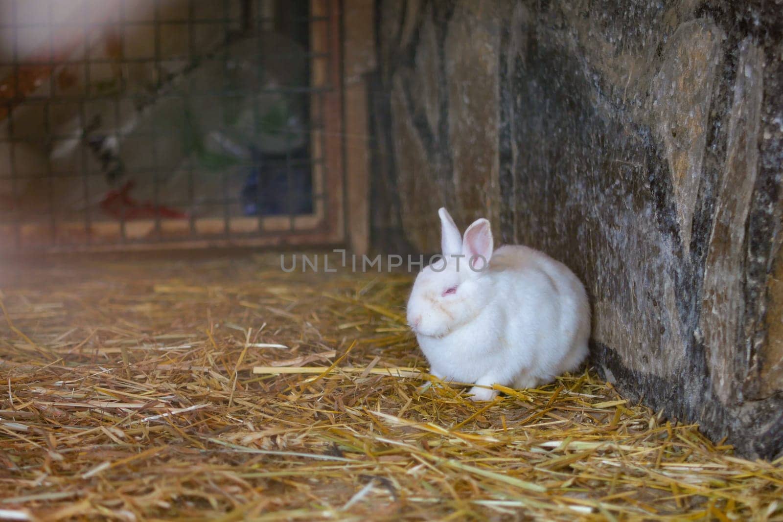 A cute white rabbit is resting in soft straw bedding, enjoying its peaceful surroundings