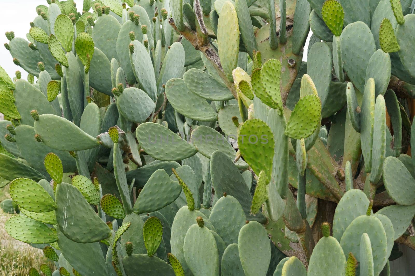 Background image of a cactus close up.