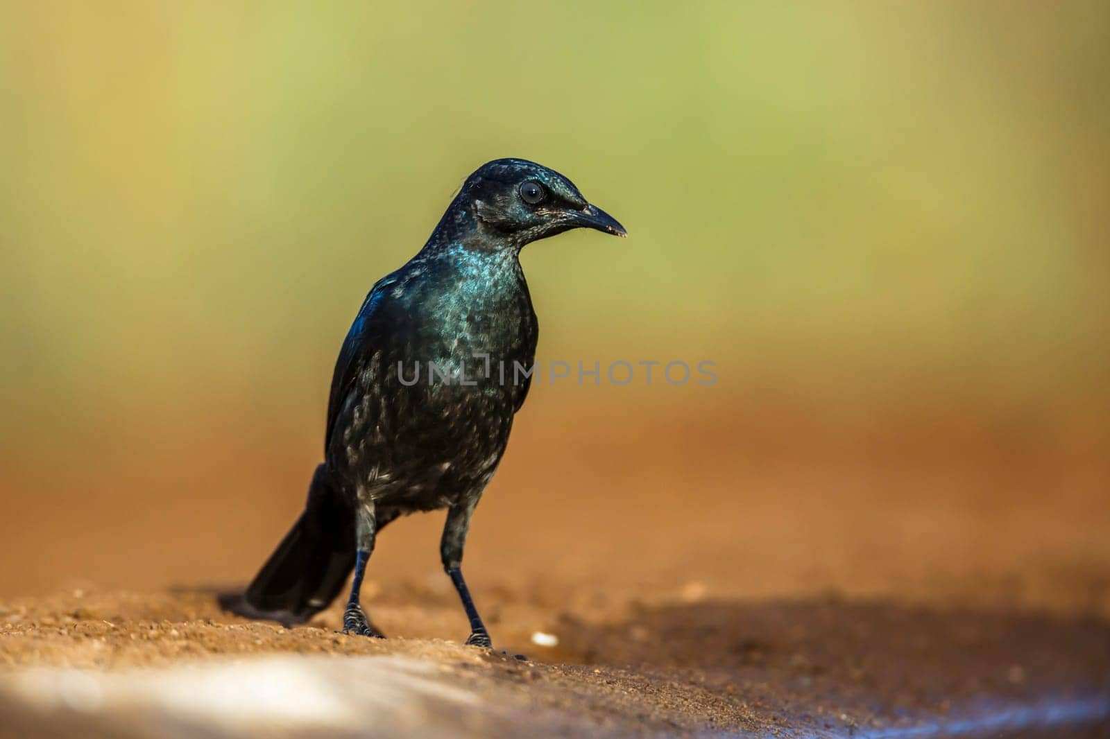 Cape glossy starling in Kruger national park, South Africa by PACOCOMO