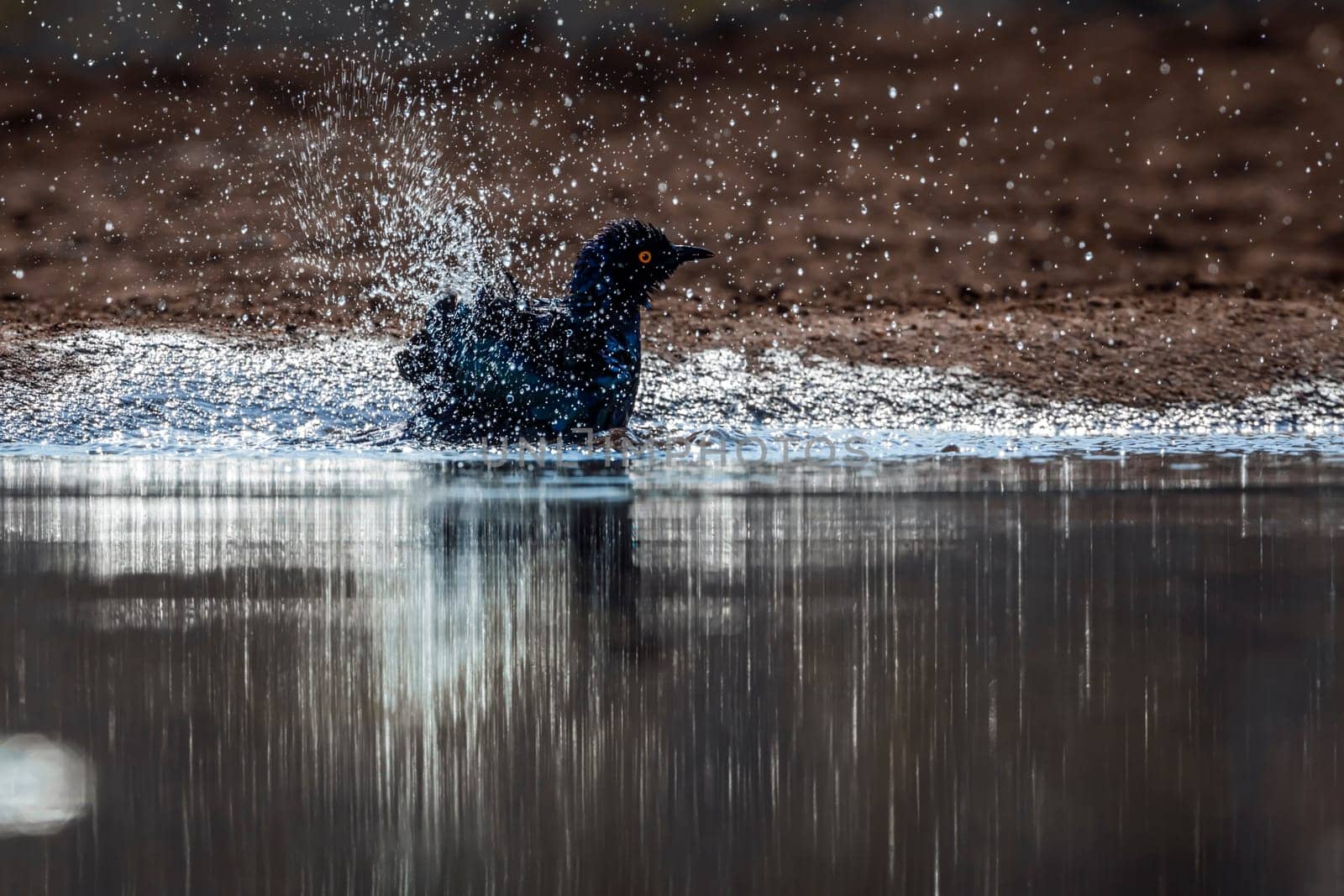 Cape Glossy Starling bathing in waterhole in backlit in Kruger National park, South Africa ; Specie Lamprotornis nitens family of Sturnidae