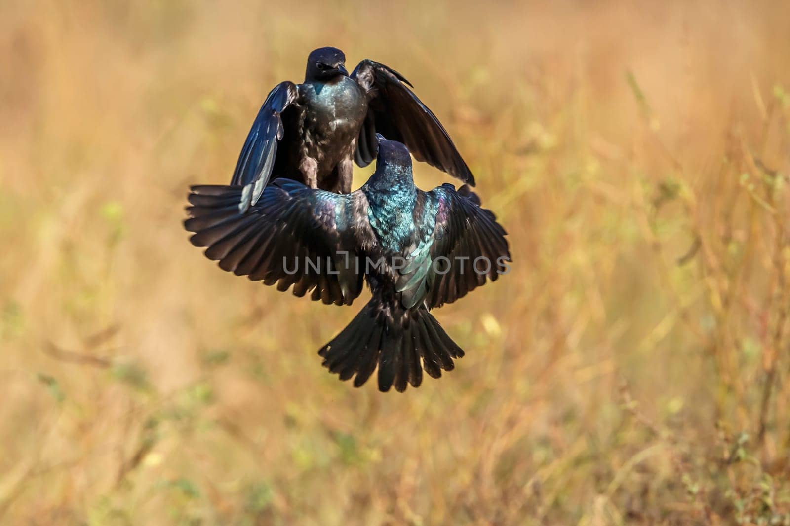 Two young Cape Glossy Starling fighting in Kruger National park, South Africa ; Specie Lamprotornis nitens family of Sturnidae