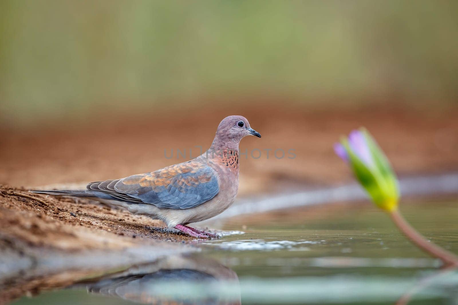 Laughing Dove along waterhole in Kruger National park, South Africa ; Specie Streptopelia senegalensis family of Columbidae