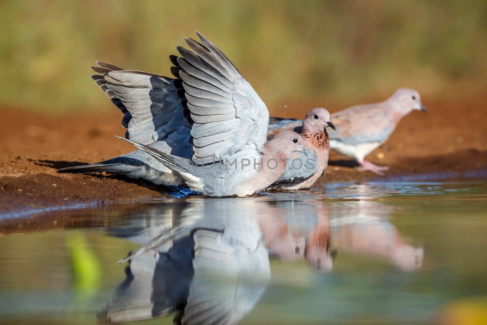 Small group of Laughing Dove bathing in waterhole in Kruger National park, South Africa ; Specie Streptopelia senegalensis family of Columbidae
