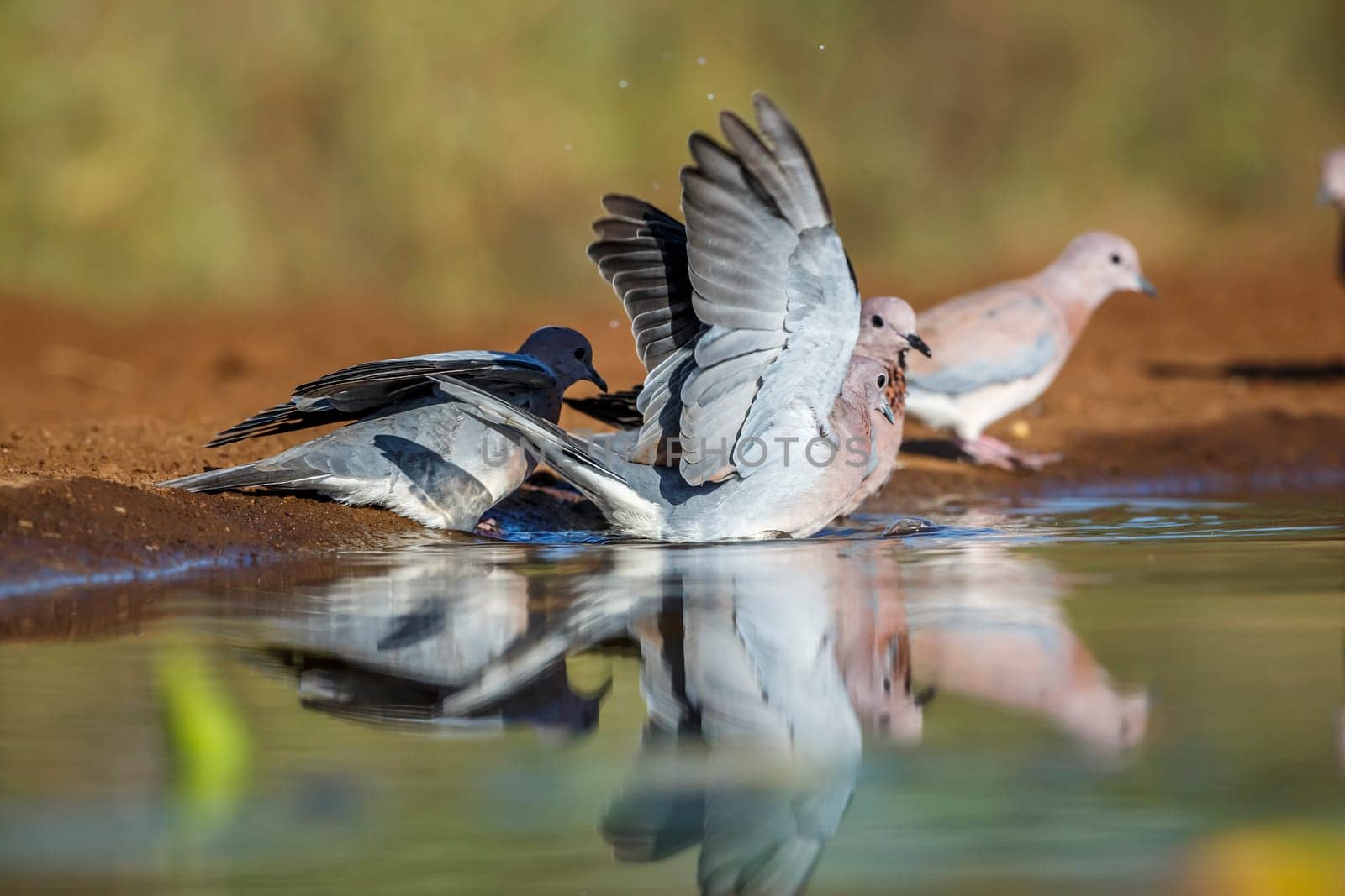 Small group of Laughing Dove bathing in waterhole in Kruger National park, South Africa ; Specie Streptopelia senegalensis family of Columbidae