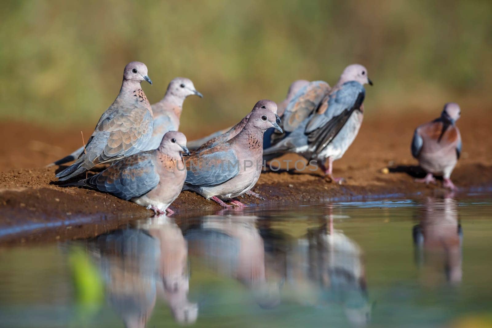 Small group of Laughing Dove drinking and bathing in waterhole in Kruger National park, South Africa ; Specie Streptopelia senegalensis family of Columbidae