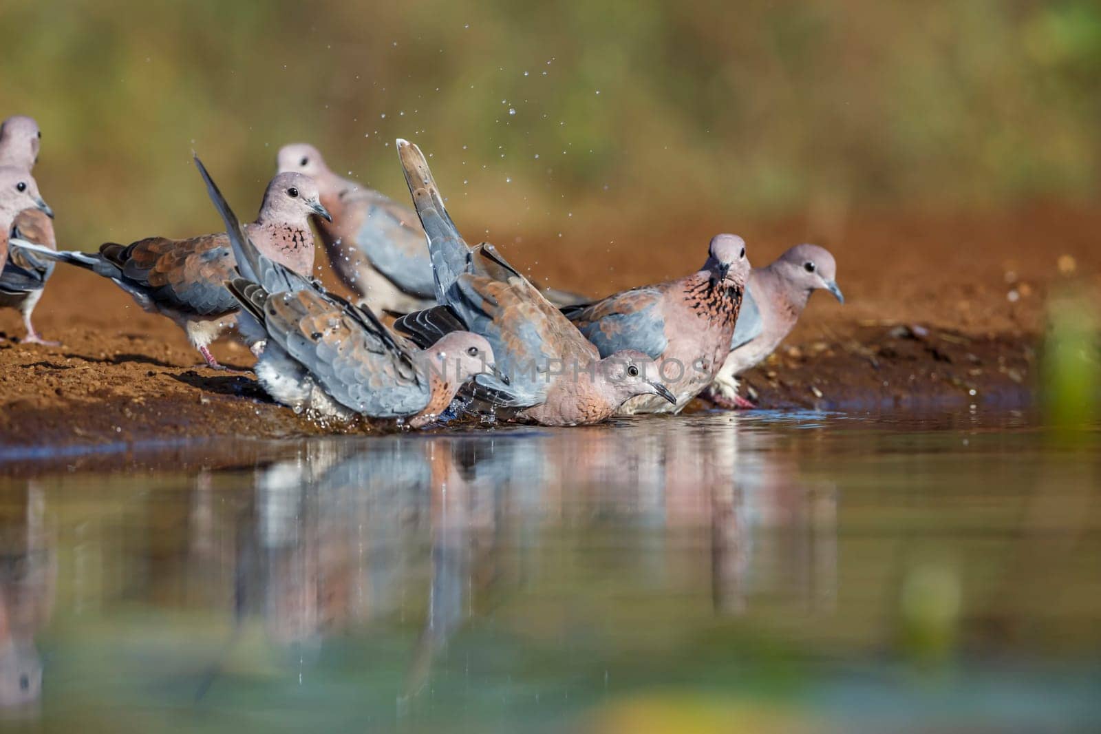 Small group of Laughing Dove drinking and bathing in waterhole in Kruger National park, South Africa ; Specie Streptopelia senegalensis family of Columbidae