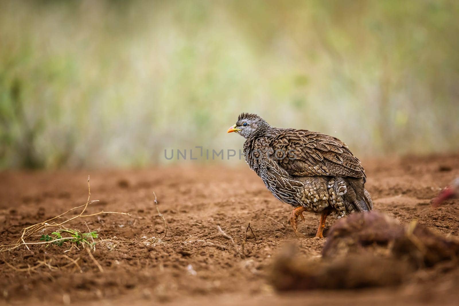 Natal francolin shaking feathers in Kruger National park, South Africa ; Specie Pternistis natalensis family of Phasianidae