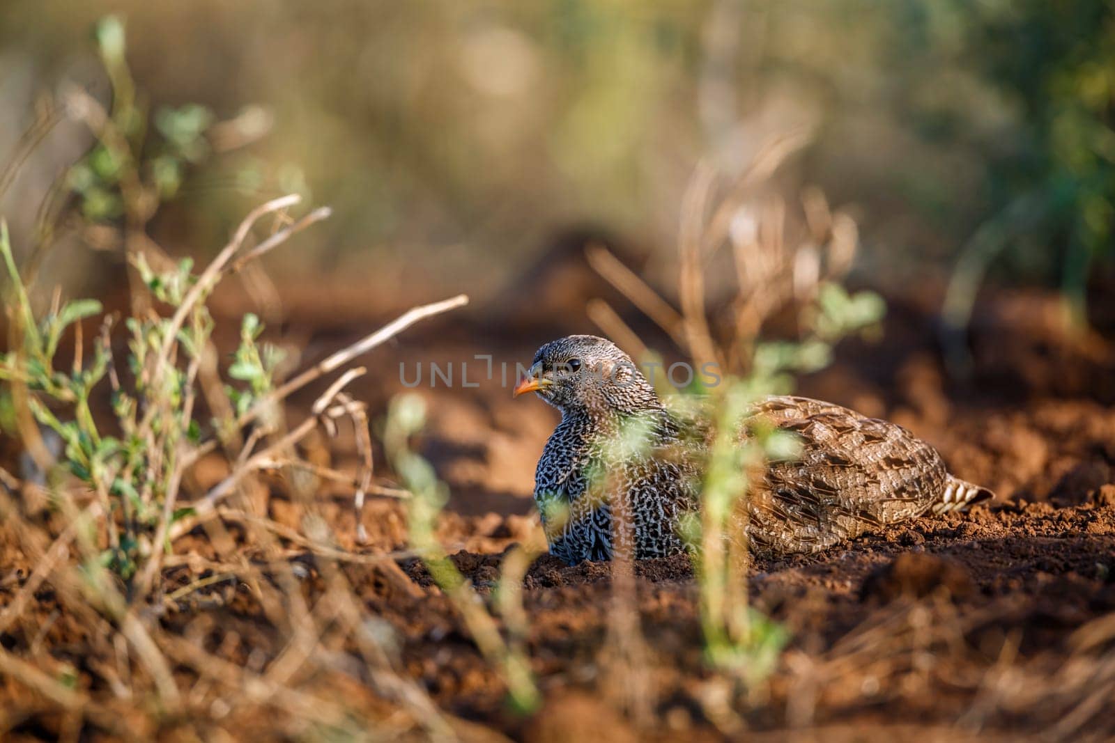 Natal francolin lying down in the bush in Kruger National park, South Africa ; Specie Pternistis natalensis family of Phasianidae
