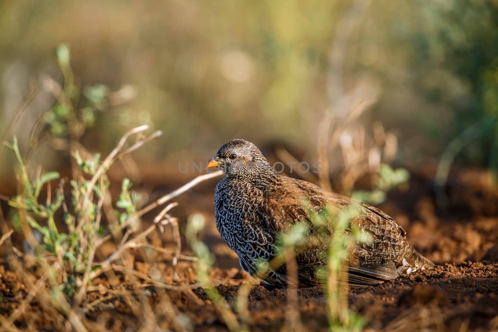 Natal francolin lying down in the bush in Kruger National park, South Africa ; Specie Pternistis natalensis family of Phasianidae