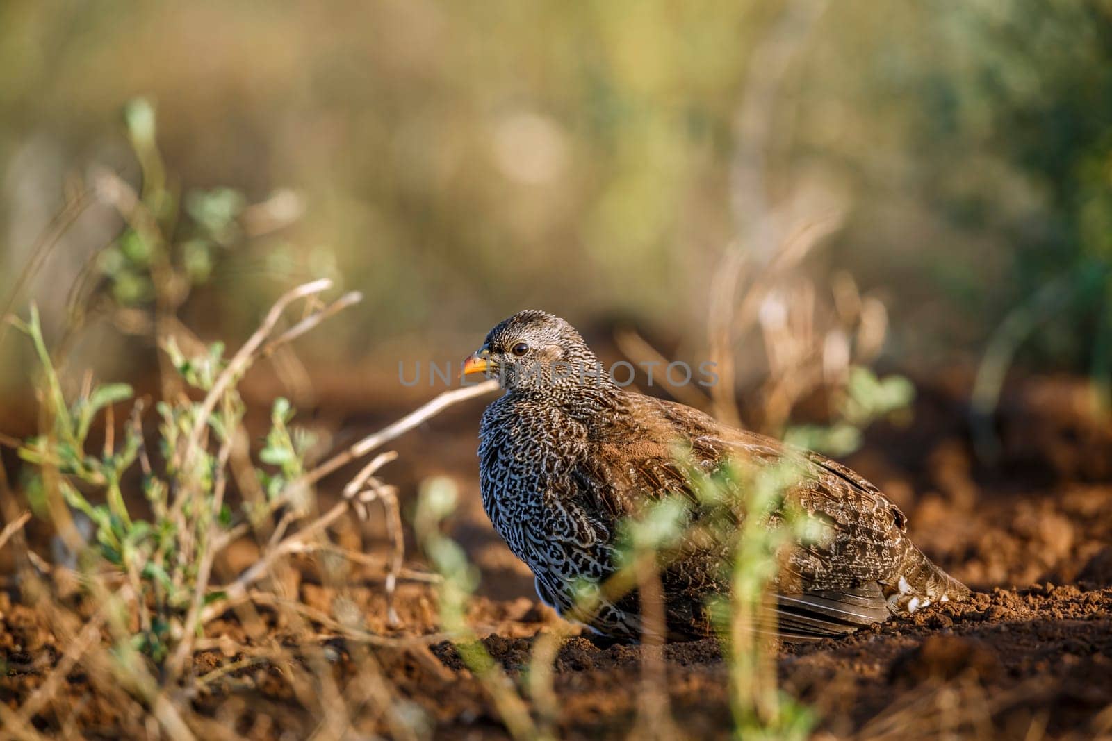 Natal francolin in Kruger national park, South Africa by PACOCOMO