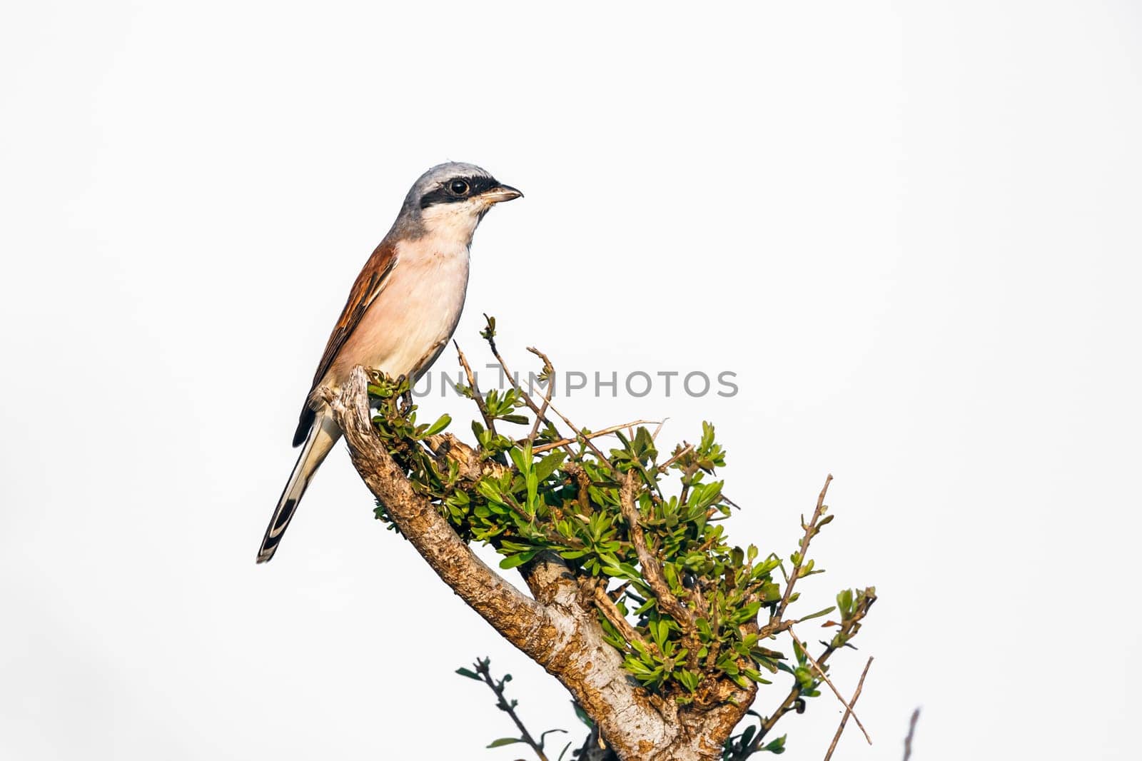 Red-backed Shrike isolated in white background  in Kruger National park, South Africa ; Specie Lanius collurio family of Laniidae