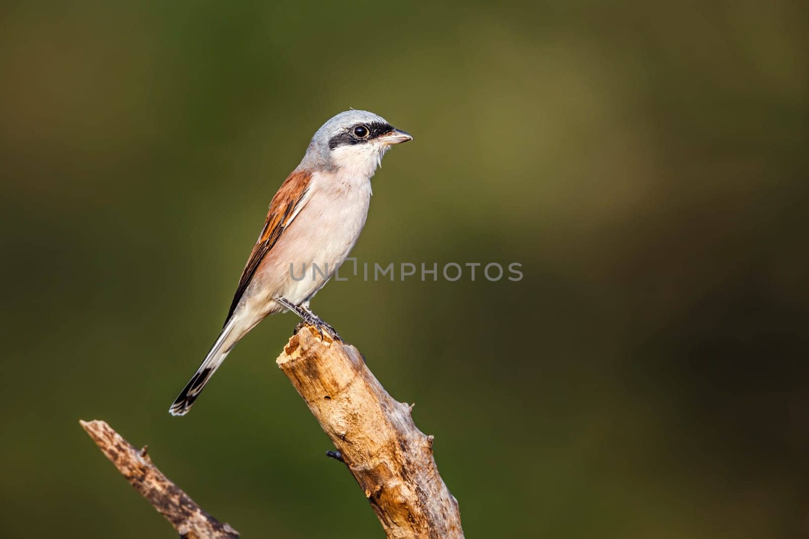 Red-backed Shrike standing on a branch isolated in natural background in Kruger National park, South Africa ; Specie Lanius collurio family of Laniidae