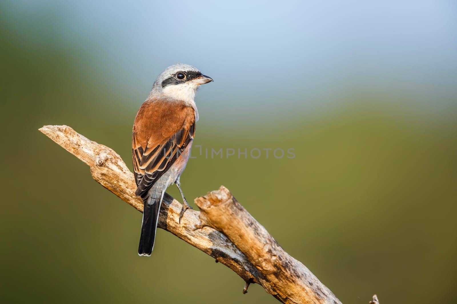 Red-backed Shrike standing on a branch rear view isolated in natural background in Kruger National park, South Africa ; Specie Lanius collurio family of Laniidae