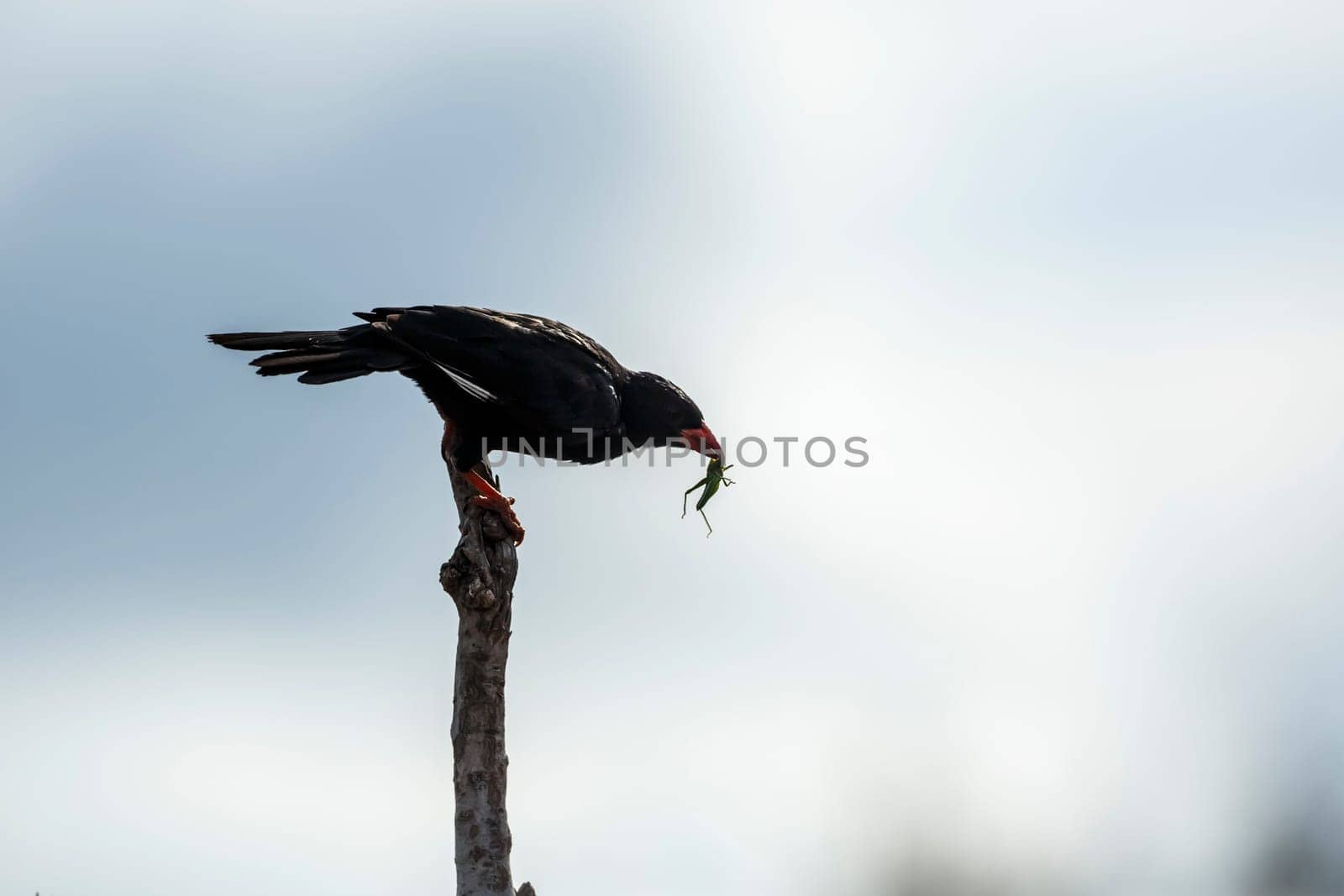 Red billed Buffalo Weaver eating insect perched on a branch in Kruger National park, South Africa ; Specie Bubalornis niger family of Ploceidae