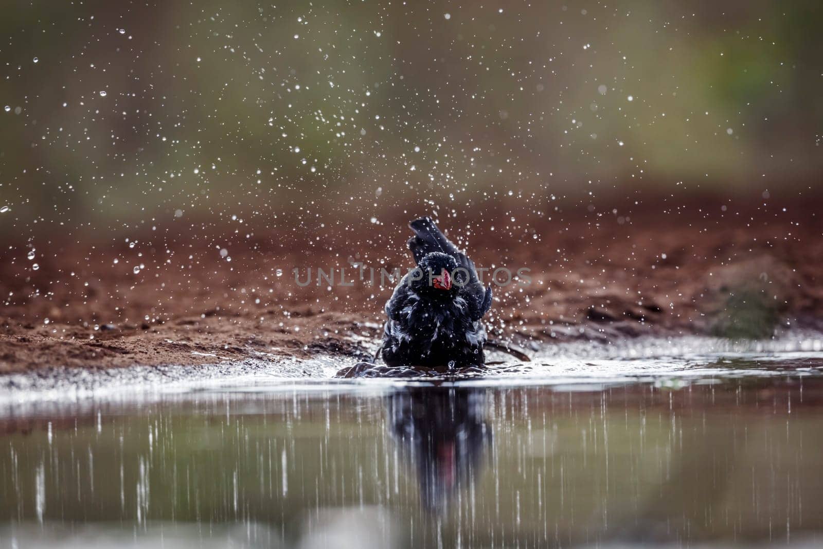 Red billed buffalo weaver in Kruger national park, South Africa by PACOCOMO