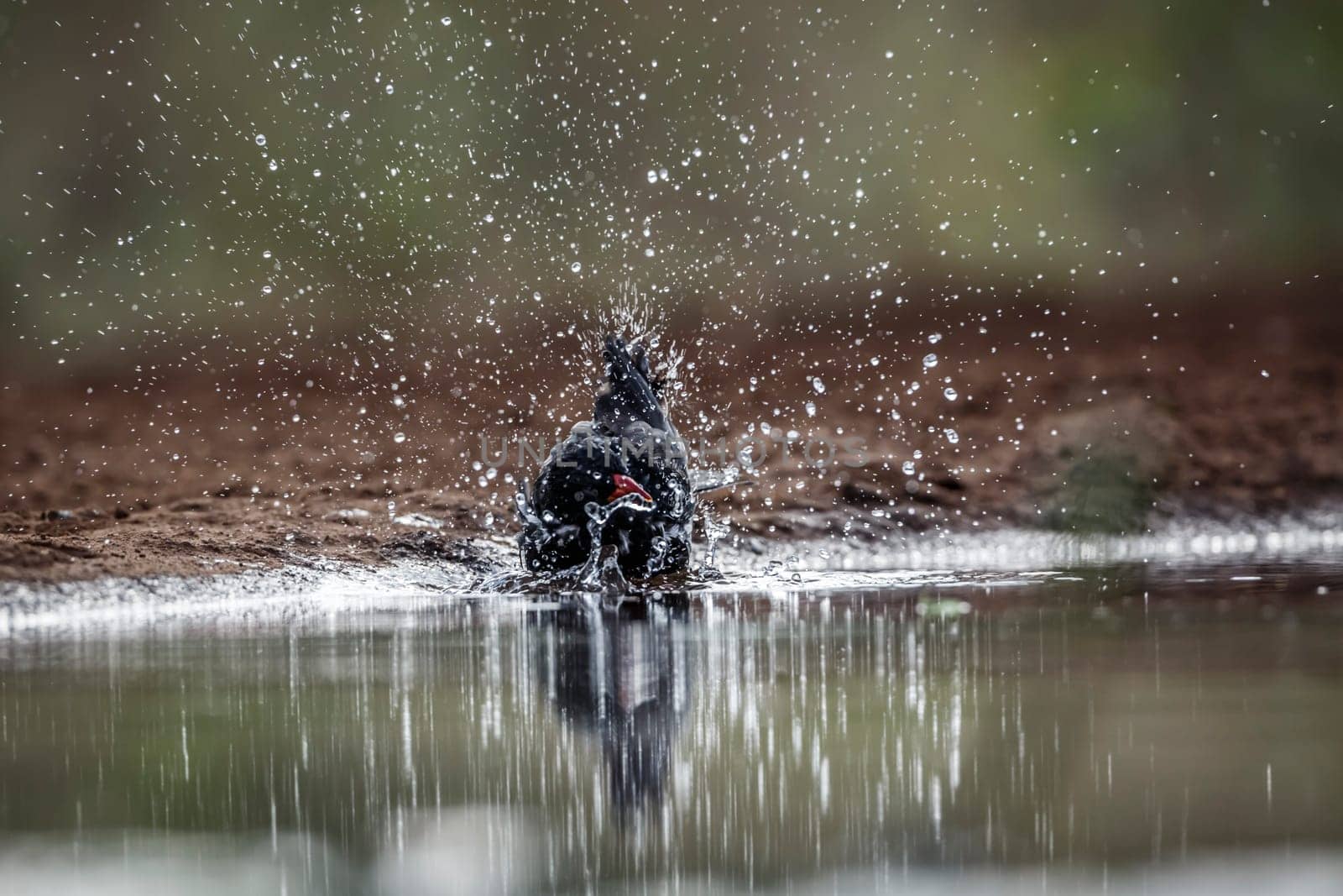 Red billed Buffalo Weaver bathing in waterhole in Kruger National park, South Africa ; Specie Bubalornis niger family of Ploceidae