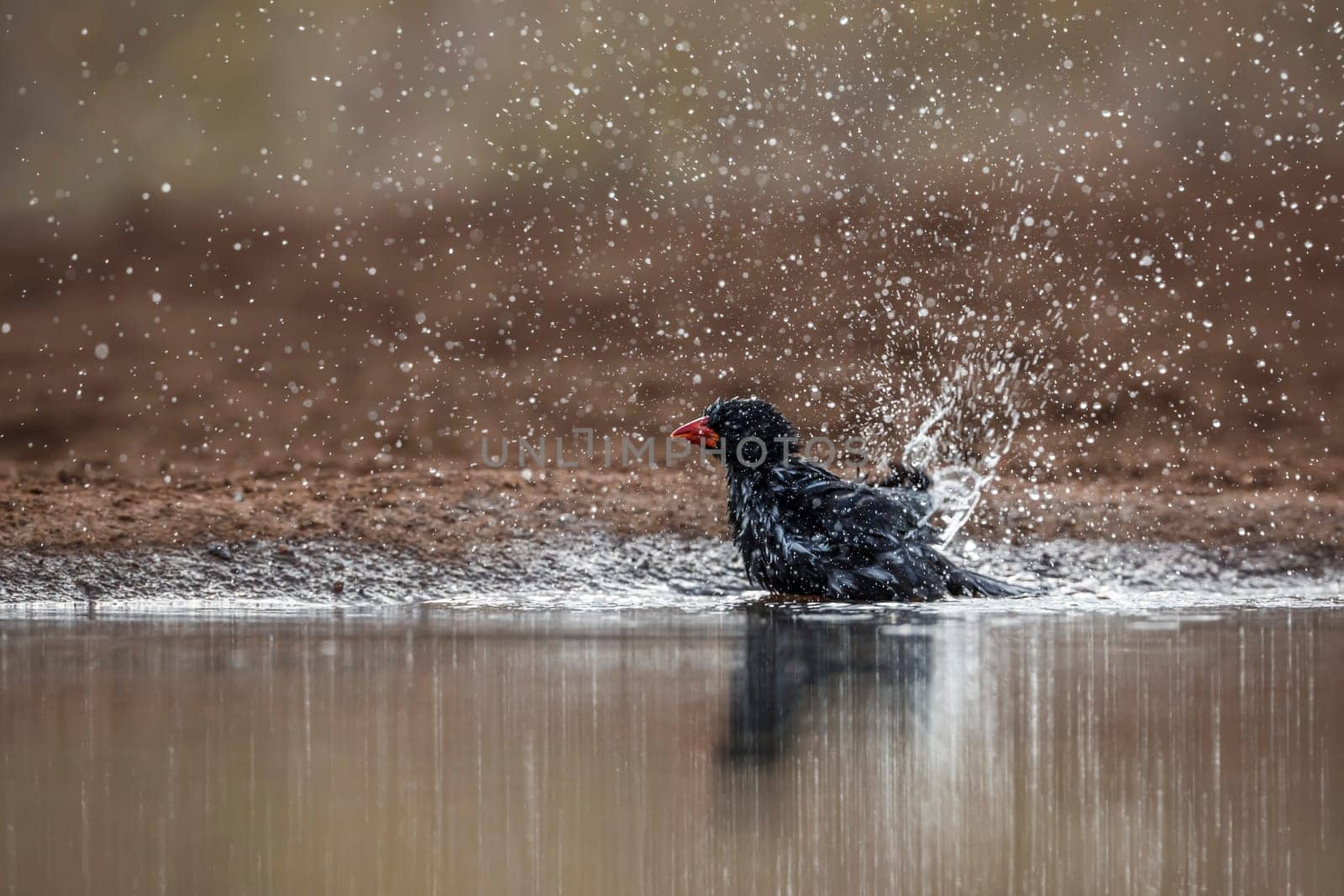 Red billed Buffalo Weaver bathing in waterhole in Kruger National park, South Africa ; Specie Bubalornis niger family of Ploceidae