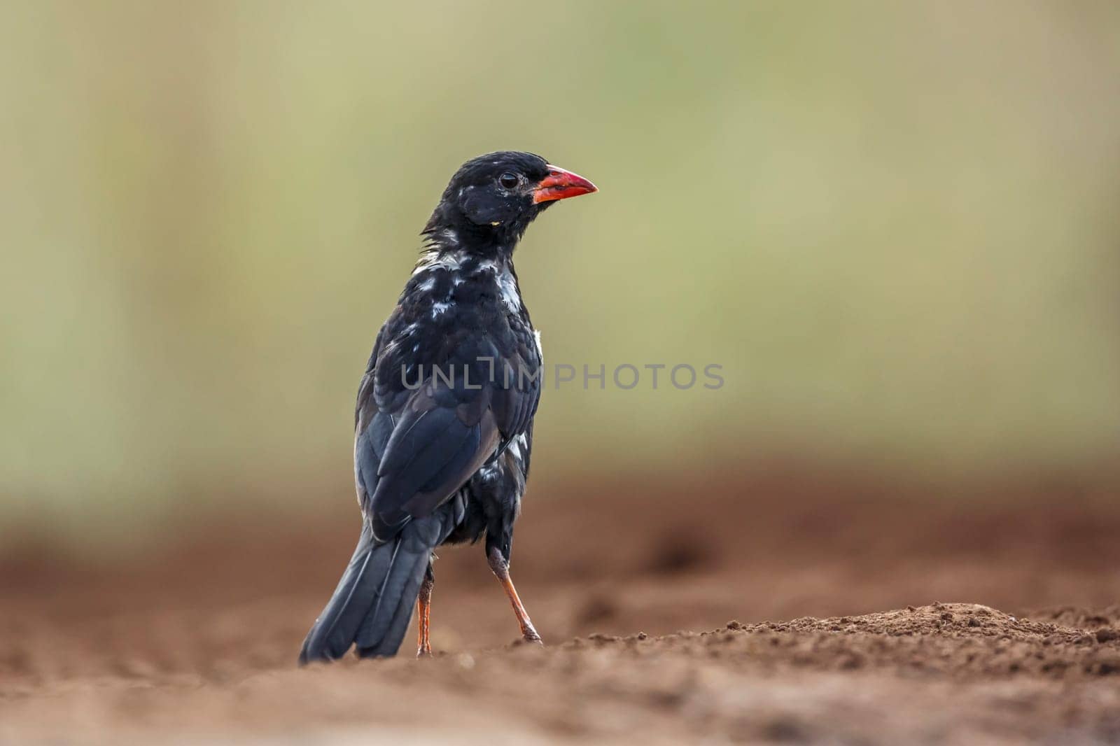 Red billed buffalo weaver in Kruger national park, South Africa by PACOCOMO