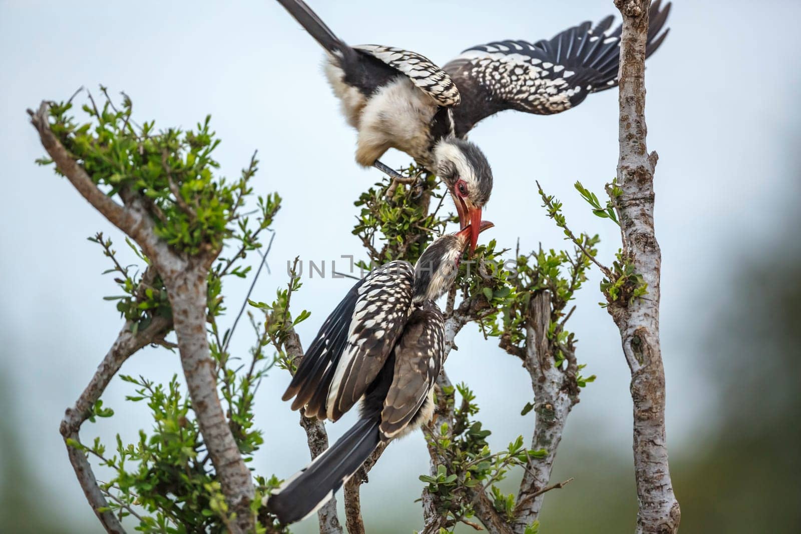Southern red billed hornbill in Kruger national park, South Africa by PACOCOMO