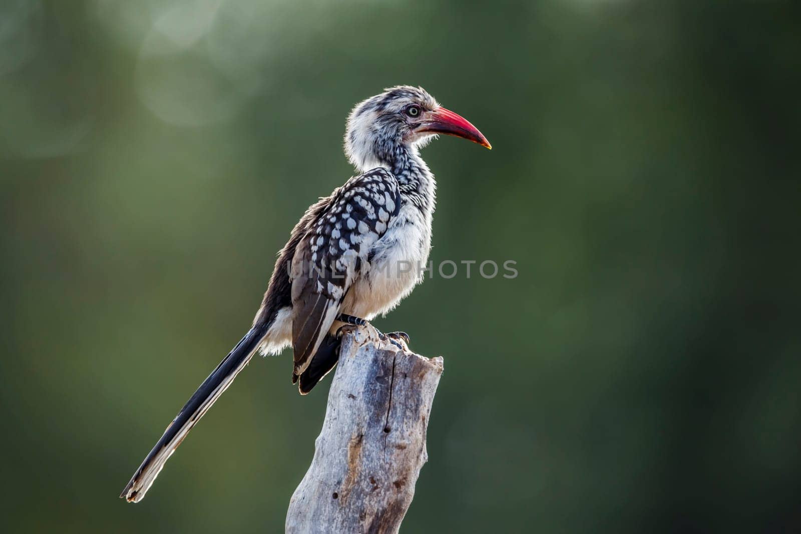 Southern Red billed Hornbill standing on a log in backlit in Kruger National park, South Africa ; Specie Tockus rufirostris family of Bucerotidae